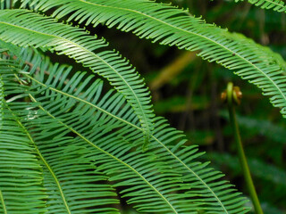 Green Resam, rasam, or paku andam (Dicranopteris linearis syn. Gleichenia linearis) leaves that live in the forest - obrazy, fototapety, plakaty
