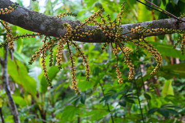 The small pistils of duku fruit are still attached to the branches of the tree.
