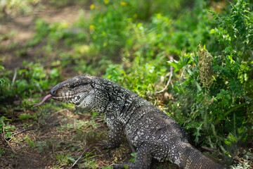 Overo Lizard with Tongue Out Walking in Its Natural Habitat
