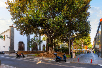 Lush trees and sidewalk cafes outside the Saint Francis Church at Plaza de San Francisco, in the town of Santa Cruz de Tenerife, Spain, on the Canary island of Tenerife.