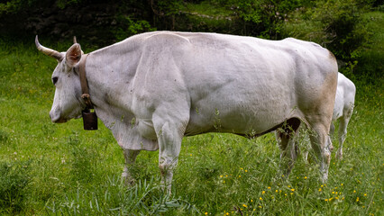 Cow grazing by the side of a mountain path.