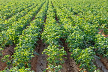 Fototapeta na wymiar Green field of potato crops in a row. Food industry.
