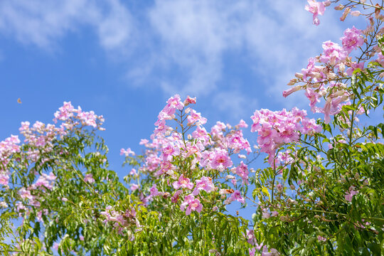 Pink trumpet vine flowers against blue sky