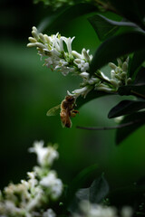 bee pollinating white flowers