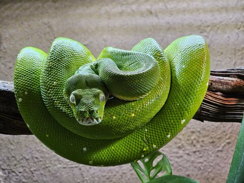 Serpent vert