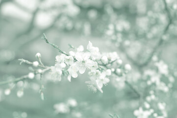 Delicate white flowers on a tree in an orchard. Green toned floral background