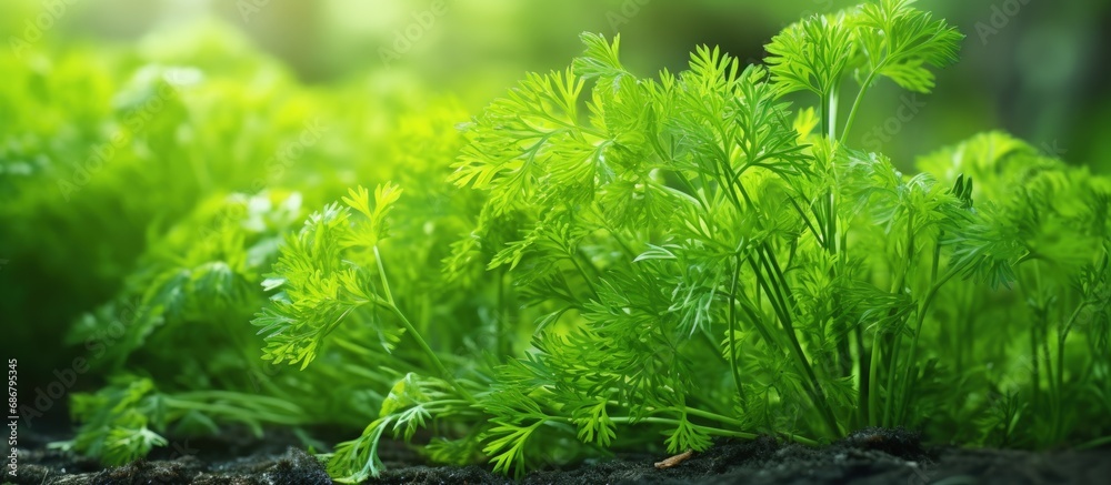 Poster Organic home gardening with fresh dill Copy space image Place for adding text or design