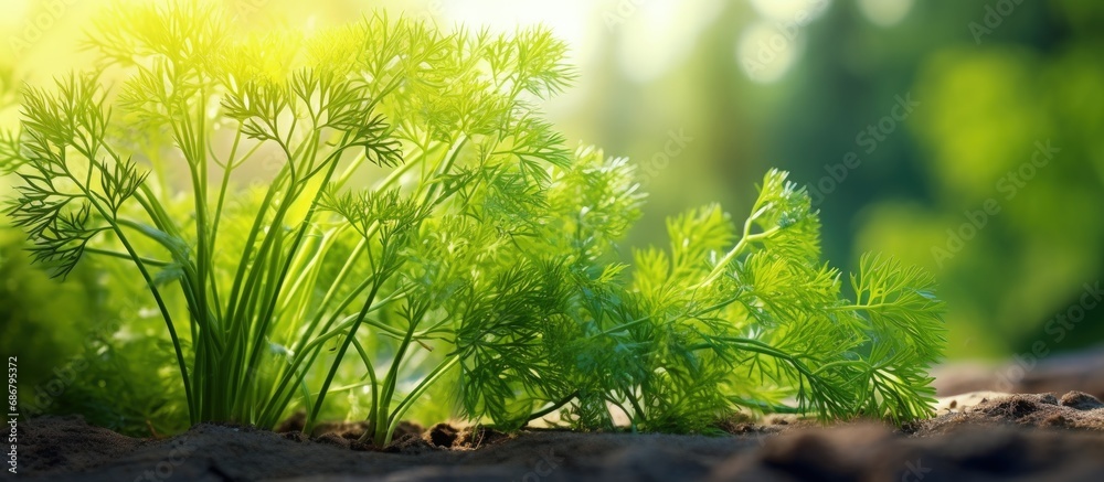 Poster organic home gardening with fresh dill copy space image place for adding text or design