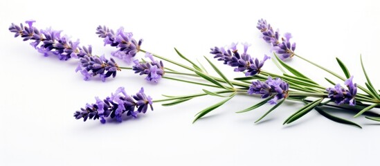 One lavender flower isolated on white background blooming on a twig Alternative herb Copy space image Place for adding text or design