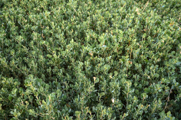 floral background of boxwood on the shores of the Mediterranean Sea 4