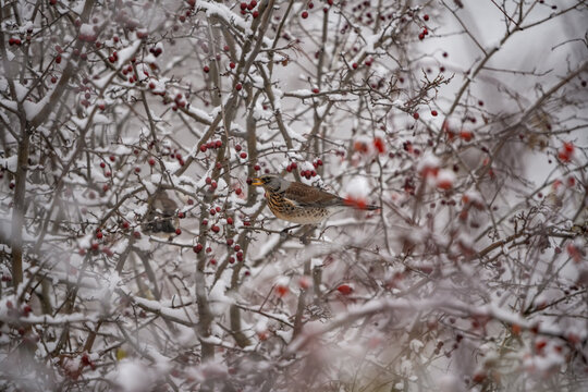 winter photography of a bird in the snow