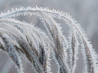 Frozen spike of common reed