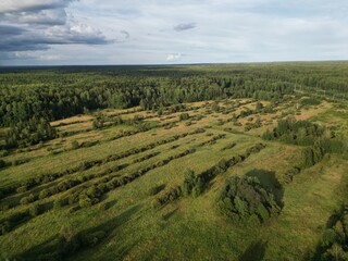Fototapeta na wymiar forest belts in the fields of the countryside - aerial shot.