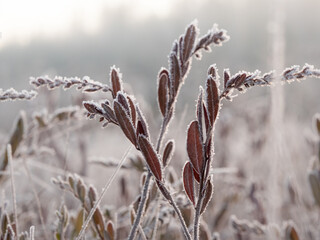 Frozen leatherleaf twigs at bog