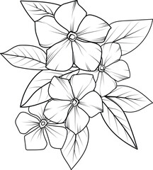 Periwinkle flowers illustration coloring page, simplicity, Embellishment, monochrome, vector art, Outline print with blossoms Periwinkle flower, Catharanthus roseus bouquet leaves