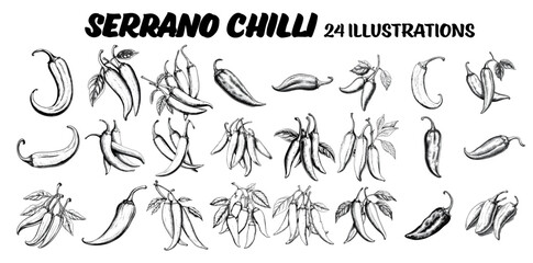 Collection of drawn jalapeño chillis. Sketch illustration - obrazy, fototapety, plakaty