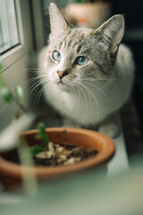 Portrait of a sad Thai cat on the window. A Thai-bred kitten. Cute cat with blue eyes looking out the window.