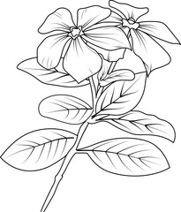 Cute flower coloring pages, Periwinkle drawing, Periwinkle wildflower drawings, Hand drawn botanical spring elements bouquet of Periwinkle line art coloring page, easy flower drawing