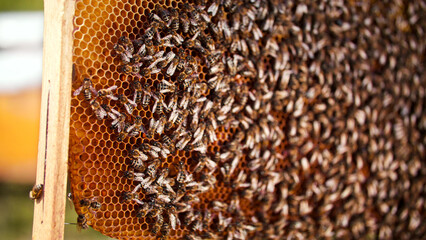 Extreme close-up of big number of bees producing delicious healthy honey. Bees in honeycomb in...