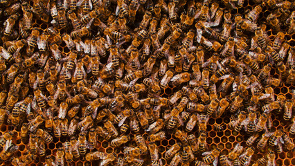 Extreme close-up of bees working intensely to create tasty honey. Large group of bees crafting...