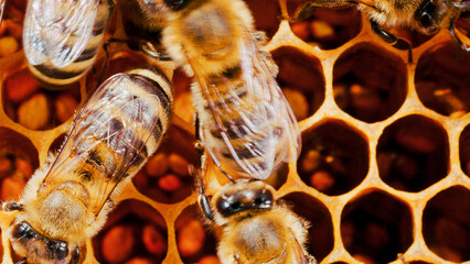 Extreme close-up of tiny bees crafting organic honey in beehives. Colony of bees producing natural...