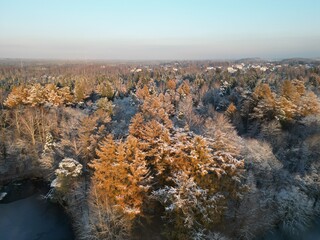winter fir forest in the snow - aerial shot.