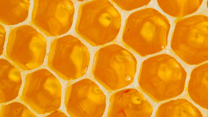 Close up of honey bees on wax honeycombs with hexagonal cells for apiary and beekeeping, concept...