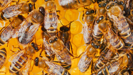 Bees on honeycombs with honey in close-up. Wax, perga pollen and honey. Big family of bees making honey on honeycomb grid in apiary. Sealed honeycombs. Honey bees, beekeeping, honeycraft.