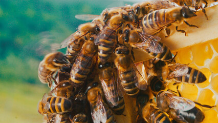 Extreme close-up of bees at work crafting honey in honeycombs in hives. Nature's beauty. Beautiful...