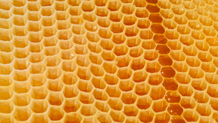 Honeycomb with full cells in bright sunlight. Background texture of section of wax honeycomb from bee hive filled with golden honey. Beekeeping, wholesome food for health. Beekeeping concept.