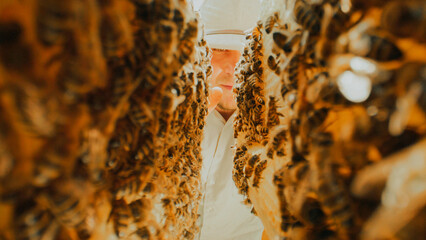 Communication of bees. Bees share information, pass each other nectar. Bees inside the beehive. Honeycomb close up. Bee colony in hive macro. Honey in combs. Organic Beekeeping.