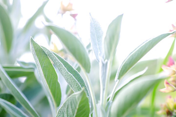 Sage leaves in the garden, close-up, selective focus