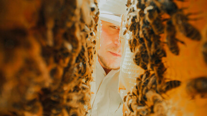 Extreme close-up video shots inside beehive with colony of hard-working bees. Bees working hard...