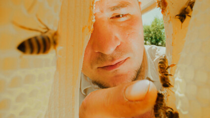 Extreme close-up video shots inside beehive with colony of hard-working bees. Bees working hard producing natural honey on honeycombs. Beekeeper in protection checking process.