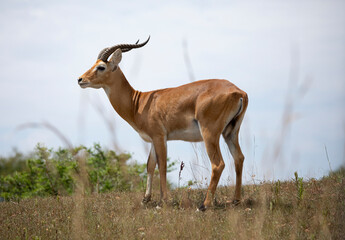 Impala, Aepyceros melampus, on the grassy plains of Uganda.