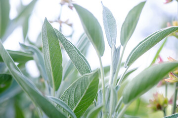 Close up of sage leaves in summer garden, shallow depth of field