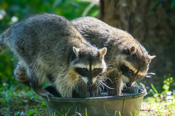 raccoons in a bucket