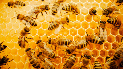 Extreme close-up video of bees producing honey in honeycombs in multiple beehives. Hard-working...