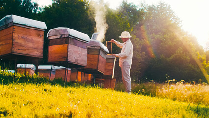 Amateur beekeeper started to develop bee business. Calming bees with smoker and squeezing combs to...