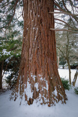 Winter Sequoia (2023)