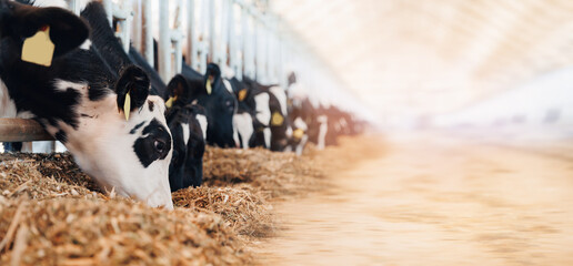 Cows holstein eating hay in cowshed on dairy farm with sunlight in barn. Banner modern meat and milk production or livestock industry - obrazy, fototapety, plakaty