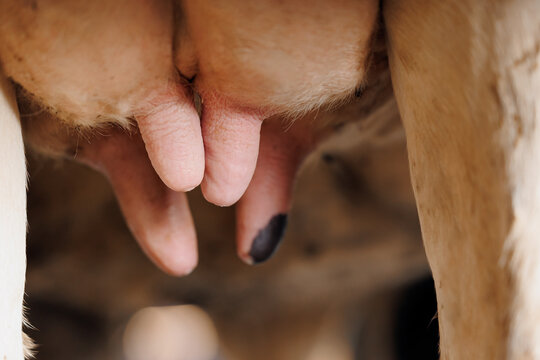 Clean cow udder with teats before milking