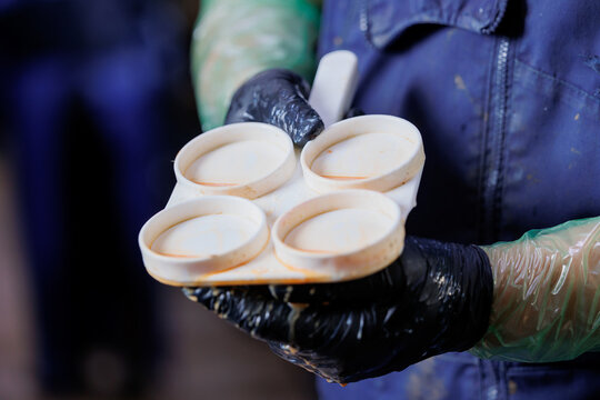 Vet doctor milking of cow for test on mastitis and technical milked for analysis pregnancy or antibiotic