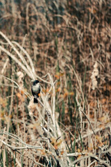 Eastern Kingbird sits on bare tree branch.