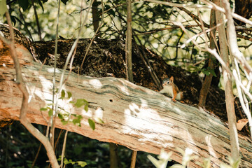 Chipmunk sits on fallen tree