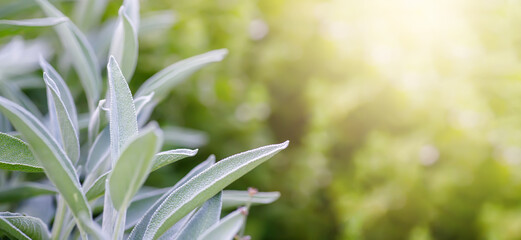 Sage leaves in the garden. Natural background with copy space.