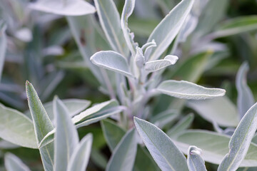 Close up of sage plant leaves in the garden. Natural background.