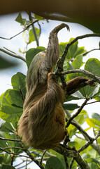 Fototapeta premium slothi time