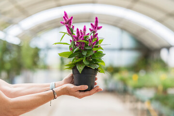 Woman's hands holding a plant in plant nursery