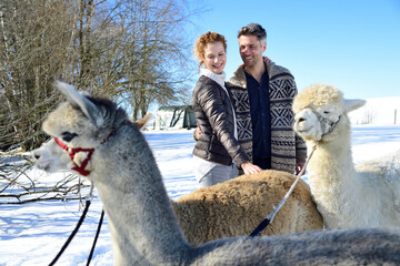 Happy couple with alpacas on a field in winter